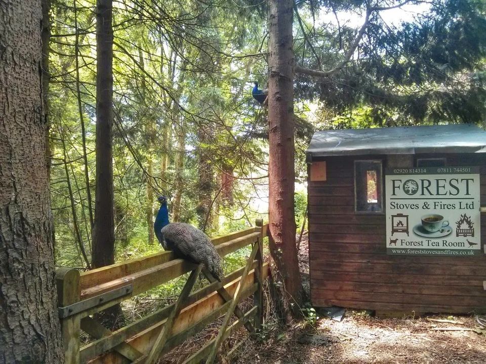 Forest-Fawr-Tea-Room